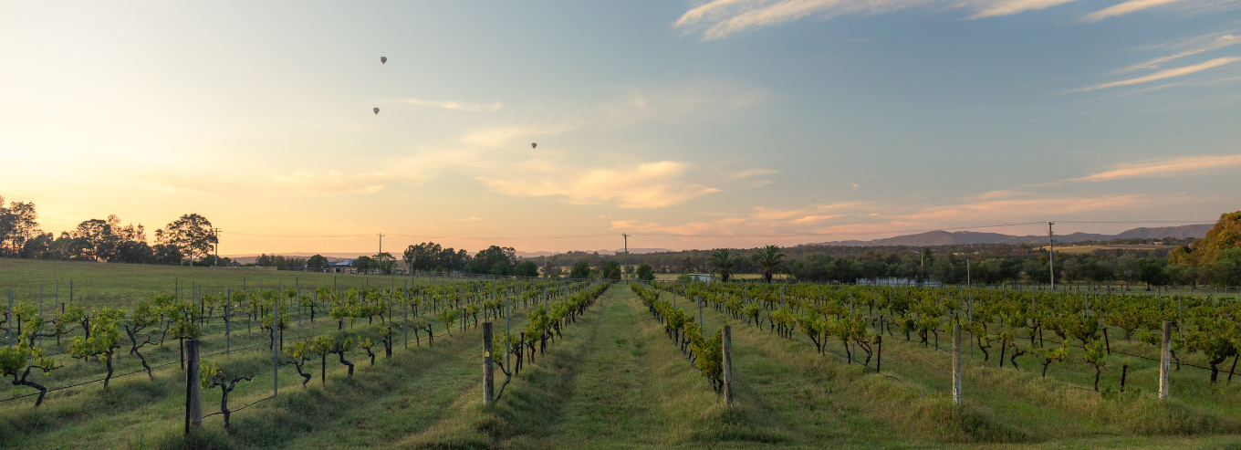 Molly Morgan Vineyard